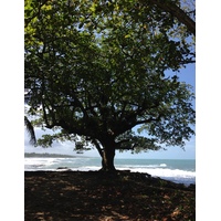 照片 哥斯达黎加(Costa Rica) 卡维塔(Cahuita) 2015-03 270