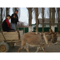 照片 哈萨克斯坦(Kazakhstan) 阿拉木图至恰伦峡谷公路(Almaty to Charyn Canyon road) 2007-03 150