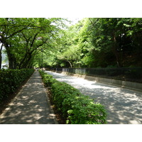 照片 日本(Japan) 东京(Tokyo) 芝公园(Shiba Park) 2010-06 61