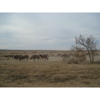 照片 哈萨克斯坦(Kazakhstan) 阿拉木图至恰伦峡谷公路(Almaty to Charyn Canyon road) 2007-03 70