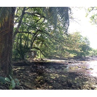 照片 哥斯达黎加(Costa Rica) 卡维塔(Cahuita) 2015-03 19