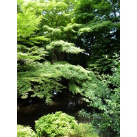 照片 日本(Japan) 东京(Tokyo) 根津美术馆(Nezu Museum) 2010-06 26