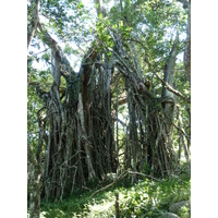 照片 斐济(Fiji) 塔武尼山堡(Tavuni Hill Fort) 2010-05 12