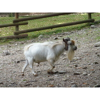 照片 意大利(Italy) 帕拉维奇诺别墅(Villa Pallavicino) 2009-06 78