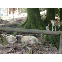 照片 意大利(Italy) 帕拉维奇诺别墅(Villa Pallavicino) 2009-06 45