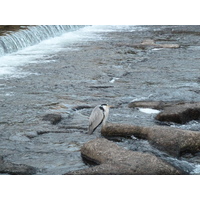 照片 日本(Japan) 京都(Kyoto) 鸭川(Kamo River) 2010-06 6