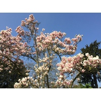 照片 法国(France) 巴黎(Paris) 巴加泰勒公园(Bagatelles) 2017-03 23