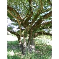 照片 新喀里多尼亚(New Caledonia) 蒂奥(Thio) 2010-05 54