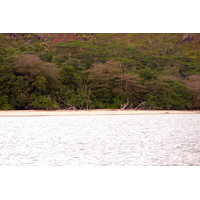 照片 塞舌尔(Seychelles) 居里厄斯岛(Curieuse) 2011-10 41