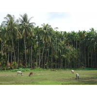 照片 缅甸(Myanmar) 茂马干北部(Maungmagan North) 2005-01 62