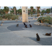 照片 以色列(Israel) 特拉维夫(Tel Aviv) 特拉维夫海岸(Tel Aviv Sea Shore) 2006-12 91