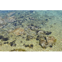 照片 法国(France) 波克罗勒岛(Porquerolles Island) 勒坎角(Pointe du Lequin) 2008-05 48