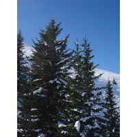 照片 奥地利(Austria) 基茨比厄尔(Kitzbuhel) 滑雪(Ski) 2005-03 59