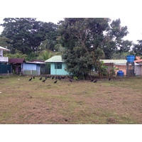 照片 哥斯达黎加(Costa Rica) 塔拉曼卡旧港(Puerto Viejo de Talamanca) 2015-03 111