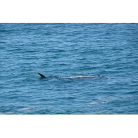 照片 南非(South Africa) 赫曼努斯(Harmanus) 2008-09 273