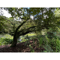 照片 新加坡(Singapore) 新加坡植物园(Singapore Botanic Gardens) 2023-01 27