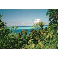 照片 波利尼西亚(Polynesia) 1993-04 82