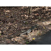 照片 新加坡(Singapore) 新加坡植物园(Singapore Botanic Gardens) 2023-01 44
