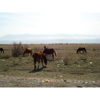 照片 哈萨克斯坦(Kazakhstan) 阿拉木图至恰伦峡谷公路(Almaty to Charyn Canyon road) 2007-03 120