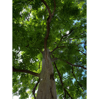 照片 新加坡(Singapore) 新加坡植物园(Singapore Botanic Gardens) 2023-01 125