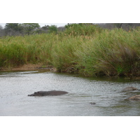 照片 南非(South Africa) 克鲁格国家公园(Kruger National Park) 萨布尔河(Sable River) 2008-09 73