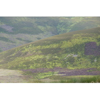 照片 英国(United Kingdom) 凯恩戈姆山国家公园(Cairngorms National Park) 2011-07 133