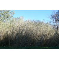 照片 法国(France) 普罗旺斯(Provence) 莱博至塔拉斯孔公路(Baux de Provence to Tarascon road) 2008-04 3