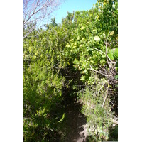 照片 南非(South Africa) 克尼斯纳岬角(Knysna Heads) 2008-09 34