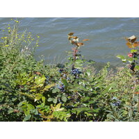 照片 法国(France) 科隆布(Colombes) 马朗特岛(L'ile Marrante) 2007-07 22