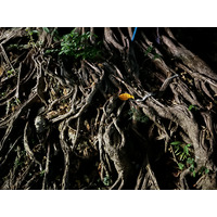 照片 泰国(Thailand) 大皮皮岛(Ko Phi Phi Don) 2021-12 35