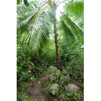 照片 塞舌尔(Seychelles) 拉齐奥湾(Anse Lazio) 2011-10 125