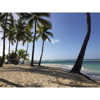 照片 瓜德罗普(Guadeloupe) 卡拉维尔海滩(La Caravelle Beach) 2021-02 89