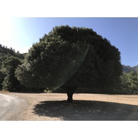 照片 法国(France) 科西嘉岛(Corsica) 昆扎(Quenza) 2017-09 5