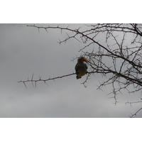 照片 南非(South Africa) 克鲁格国家公园(Kruger National Park) 2008-09 9
