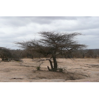 照片 南非(South Africa) 克鲁格国家公园(Kruger National Park) 2008-09 8