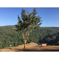 照片 泰国(Thailand) 普欣隆卡国家公园(Phu Hin Rong Kla National Park) 2014-12 376