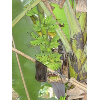 照片 塞舌尔(Seychelles) 拉迪格岛(La Digue) 2011-10 249