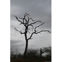 照片 南非(South Africa) 克鲁格国家公园(Kruger National Park) 2008-09 112