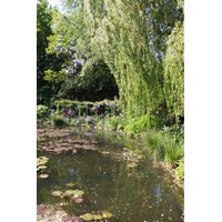 照片 法国(France) 吉维尼(Giverny) 2013-06 192