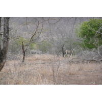 照片 南非(South Africa) 克鲁格国家公园(Kruger National Park) 姆蓬多(Mpondo) 2008-09 3