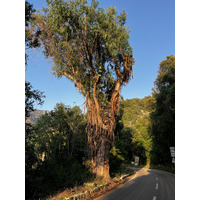 照片 法国(France) 科西嘉岛(Corsica) 波尔托(Porto) 2023-06 25