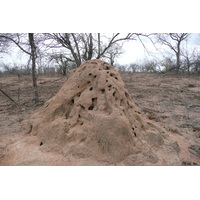 照片 南非(South Africa) 克鲁格国家公园(Kruger National Park) 姆蓬多(Mpondo) 2008-09 4