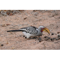 照片 南非(South Africa) 克鲁格国家公园(Kruger National Park) 姆蓬多(Mpondo) 2008-09 36