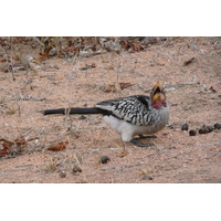 照片 南非(South Africa) 克鲁格国家公园(Kruger National Park) 姆蓬多(Mpondo) 2008-09 39