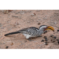 照片 南非(South Africa) 克鲁格国家公园(Kruger National Park) 姆蓬多(Mpondo) 2008-09 35