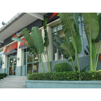 照片 泰国(Thailand) 芭提雅(Pattaya) 芭提雅二路(Pattaya Saisong) 2008-01 71