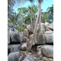 照片 塞舌尔(Seychelles) 椰子岛(Coco Island) 2011-10 6