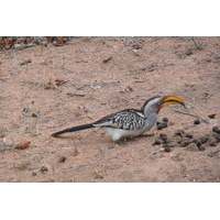 照片 南非(South Africa) 克鲁格国家公园(Kruger National Park) 姆蓬多(Mpondo) 2008-09 22