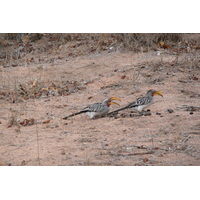照片 南非(South Africa) 克鲁格国家公园(Kruger National Park) 姆蓬多(Mpondo) 2008-09 28