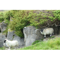 照片 英国(United Kingdom) 凯恩戈姆山国家公园(Cairngorms National Park) 2011-07 1